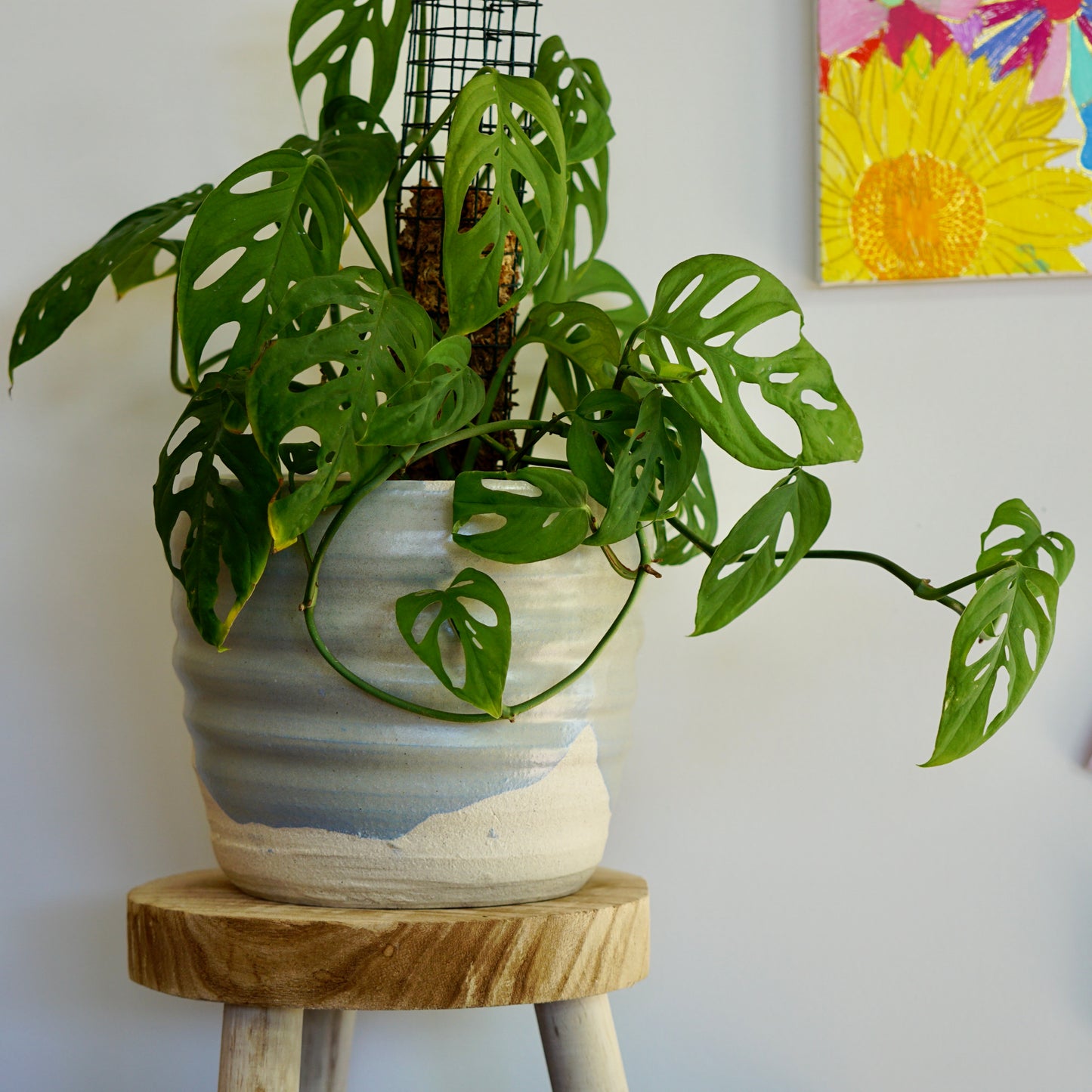 Wavy Baby ~ XL Planter